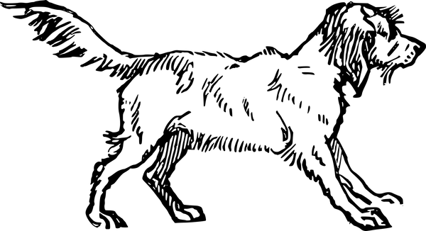 Illustration of a Canine 
